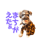ミニチュアシュナウザーカールくん！仔犬（個別スタンプ：14）