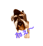 ミニチュアシュナウザーカールくん！仔犬（個別スタンプ：15）