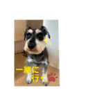 シュナウザー  ピーク毎日スタンプ（個別スタンプ：1）