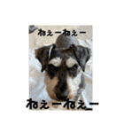 シュナウザー  ピーク毎日スタンプ（個別スタンプ：5）