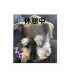 シュナウザー  ピーク毎日スタンプ（個別スタンプ：6）