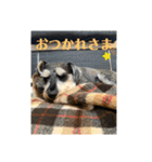 シュナウザー  ピーク毎日スタンプ（個別スタンプ：15）