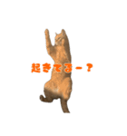 茶トラ猫〜アテナちゃんの日常〜3（個別スタンプ：1）