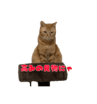 茶トラ猫〜アテナちゃんの日常〜3（個別スタンプ：4）