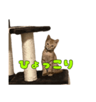 茶トラ猫〜アテナちゃんの日常〜3（個別スタンプ：7）