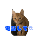 茶トラ猫〜アテナちゃんの日常〜3（個別スタンプ：8）