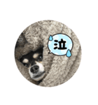 チワックスのこじろうくん 2（個別スタンプ：3）