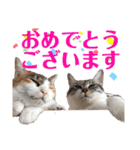 素晴らネコ、ゆりりんの丁寧な受け答え（個別スタンプ：12）