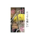 セキセイインコのスタンプ その16（個別スタンプ：1）