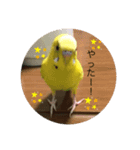 セキセイインコのスタンプ その16（個別スタンプ：2）