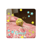 セキセイインコのスタンプ その16（個別スタンプ：3）