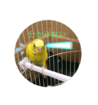 セキセイインコのスタンプ その16（個別スタンプ：4）