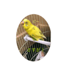 セキセイインコのスタンプ その16（個別スタンプ：5）