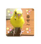 セキセイインコのスタンプ その16（個別スタンプ：6）