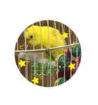 セキセイインコのスタンプ その16（個別スタンプ：7）