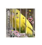 セキセイインコのスタンプ その16（個別スタンプ：8）