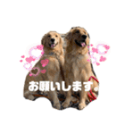 柚桃スタンプ（個別スタンプ：3）