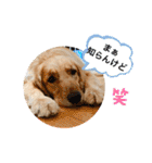 柚桃スタンプ（個別スタンプ：24）