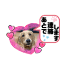 柚桃スタンプ（個別スタンプ：37）