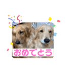 柚桃スタンプ（個別スタンプ：40）