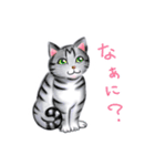 シロチャときどきサバトラ（個別スタンプ：37）