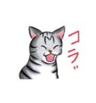シロチャときどきサバトラ（個別スタンプ：39）