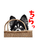 トマモコENJOYスタンプ（個別スタンプ：1）