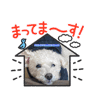 愛犬えいとスタンプ②（個別スタンプ：2）