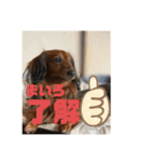 ご近所いぬ（個別スタンプ：10）