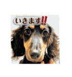 ご近所いぬ（個別スタンプ：14）