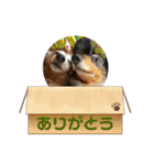 ご近所いぬ（個別スタンプ：19）