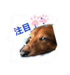 ご近所いぬ（個別スタンプ：23）