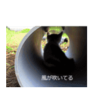 遊ぶ子猫たち（個別スタンプ：6）