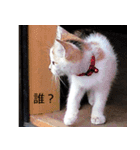 遊ぶ子猫たち（個別スタンプ：9）