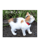 遊ぶ子猫たち（個別スタンプ：10）