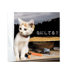 遊ぶ子猫たち（個別スタンプ：12）