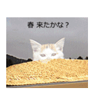 遊ぶ子猫たち（個別スタンプ：16）