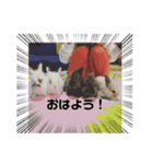うさカフェりびと仲間たち②（個別スタンプ：15）