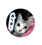 リモちゃん4（個別スタンプ：5）