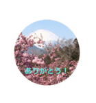 春Photo（個別スタンプ：16）