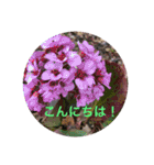 春Photo（個別スタンプ：28）