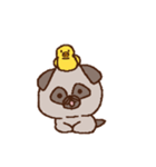 パグのパヌ。（個別スタンプ：13）