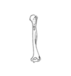 骨BONE（個別スタンプ：12）