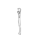 骨BONE（個別スタンプ：14）