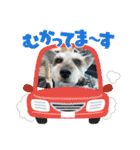 スタンプ ノアール君4（個別スタンプ：4）