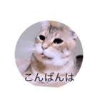 ガッシーねこーず40にゃんシリーズ㉒（個別スタンプ：3）