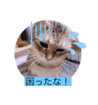 ガッシーねこーず40にゃんシリーズ㉒（個別スタンプ：4）