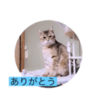 ガッシーねこーず40にゃんシリーズ㉒（個別スタンプ：5）