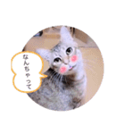 ガッシーねこーず40にゃんシリーズ㉒（個別スタンプ：13）