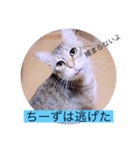 ガッシーねこーず40にゃんシリーズ㉒（個別スタンプ：21）